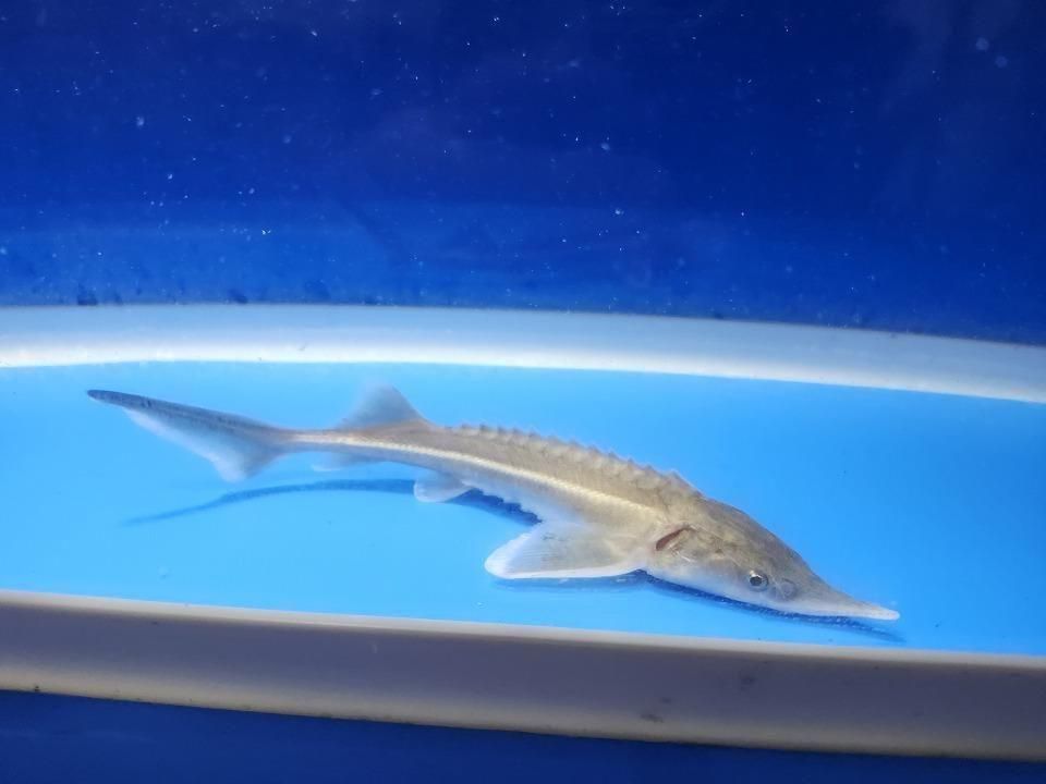 一点もの コチョウザメ 13cm(2025.11.09現在)