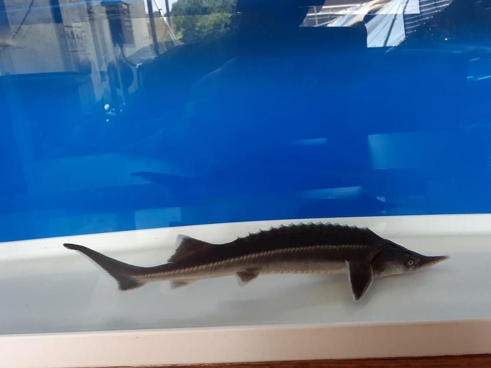  祦 19cm2025.06.17ߡ