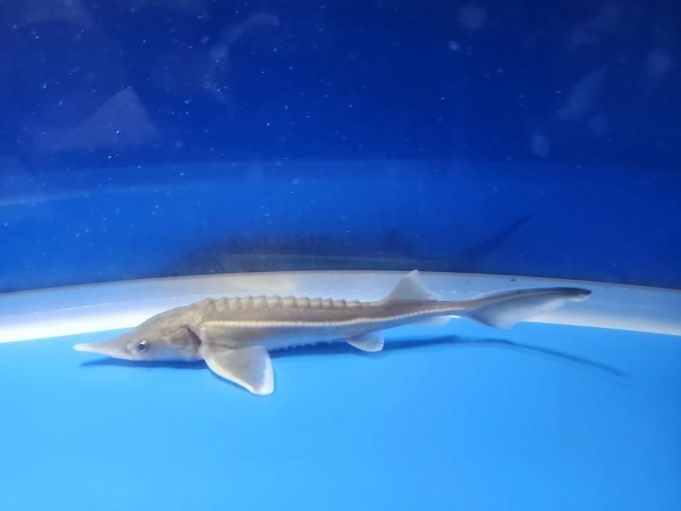 一点もの コチョウザメ 13cm(2025.11.09現在)