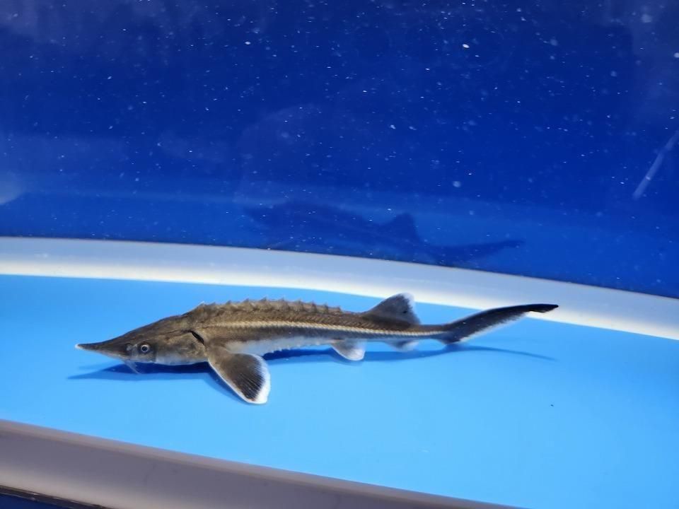 一点もの コチョウザメ 13cm(2025.12.14現在)