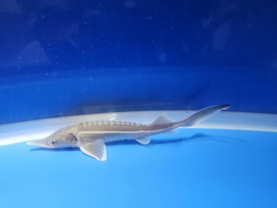 一点もの コチョウザメ 13cm(2025.11.09現在)