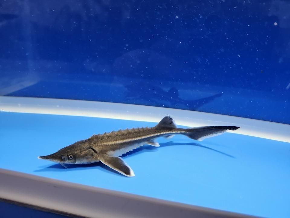 ������� �����祦���� 13cm��2025.12.14���ߡ�