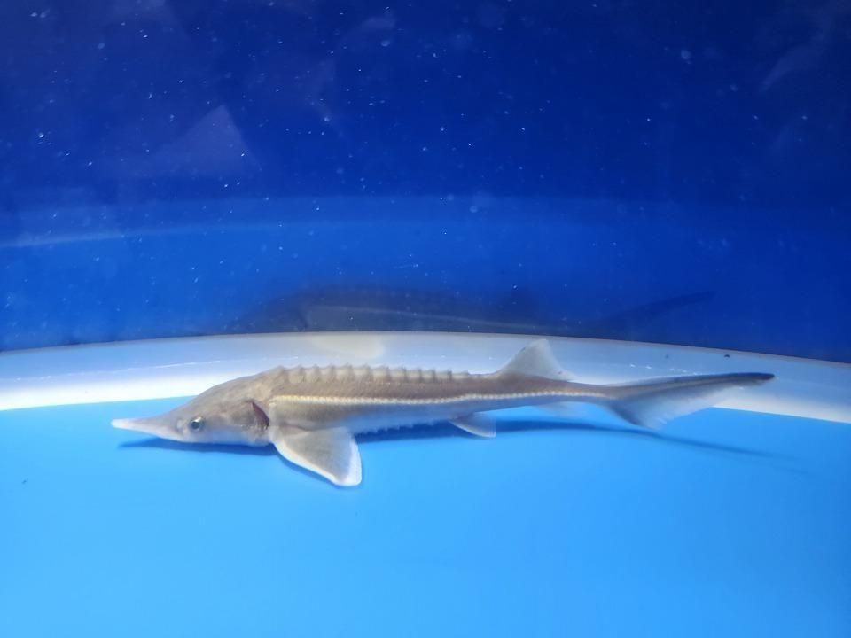 一点もの コチョウザメ 13cm(2025.11.09現在)