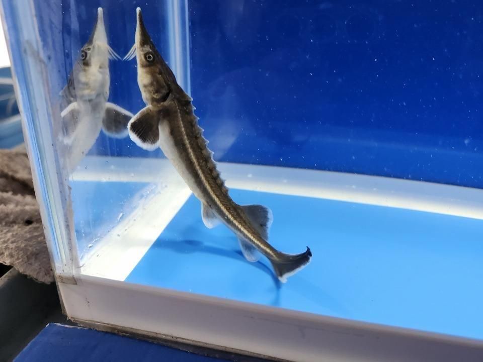 一点もの コチョウザメ 13cm(2025.12.14現在)