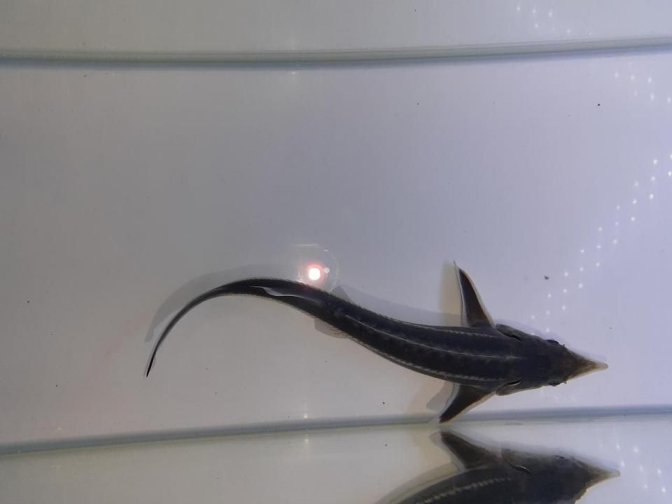  祦 15cm2025.05.08ߡ