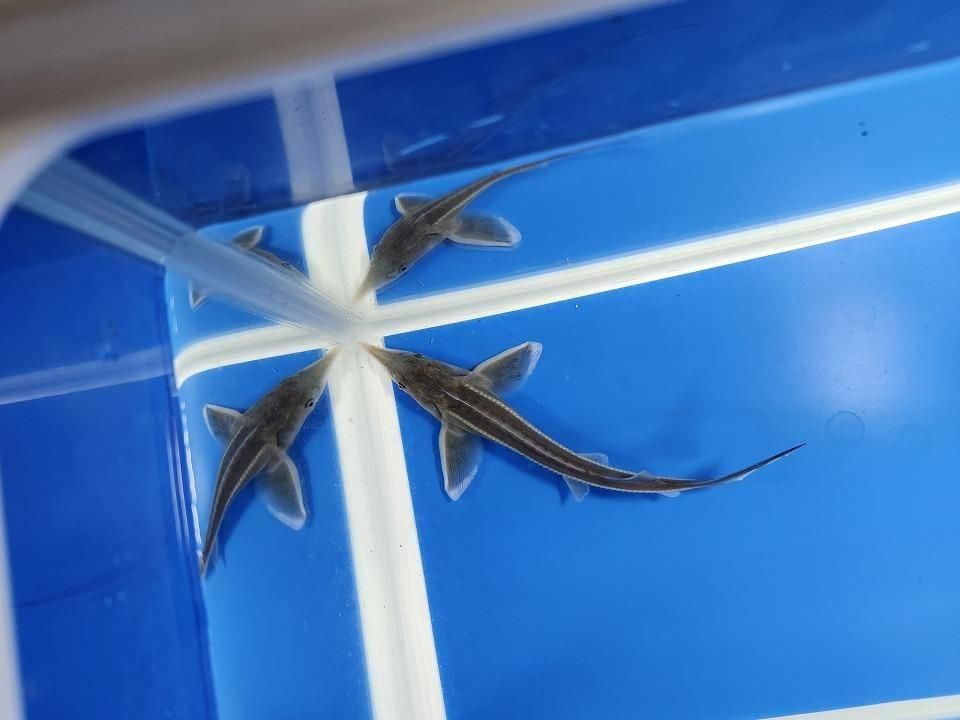 一点もの コチョウザメ 13cm(2025.11.09現在)