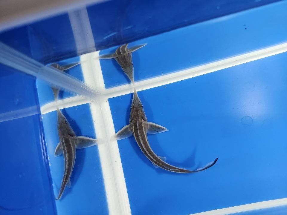 一点もの コチョウザメ 13cm(2025.11.09現在)