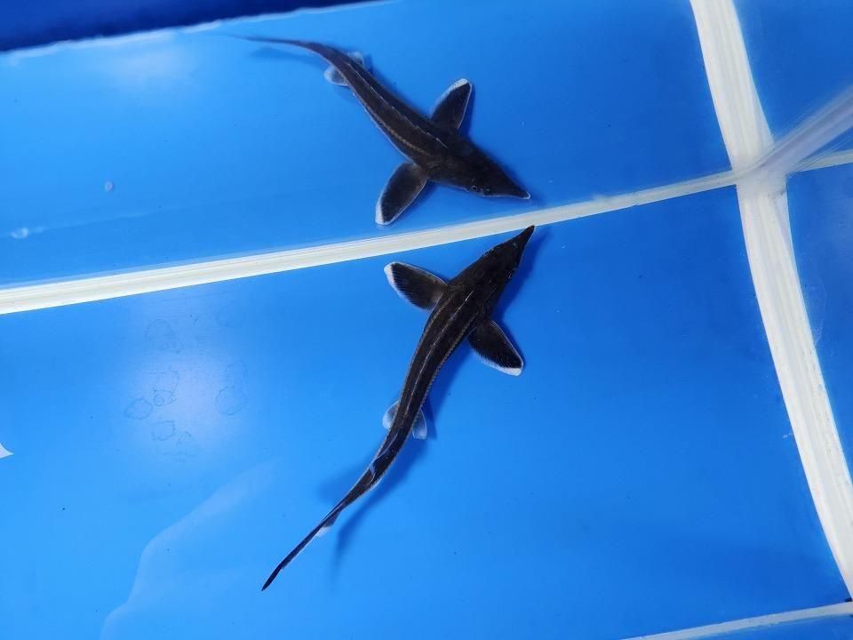 ������� �����祦���� 13cm��2025.12.14���ߡ�