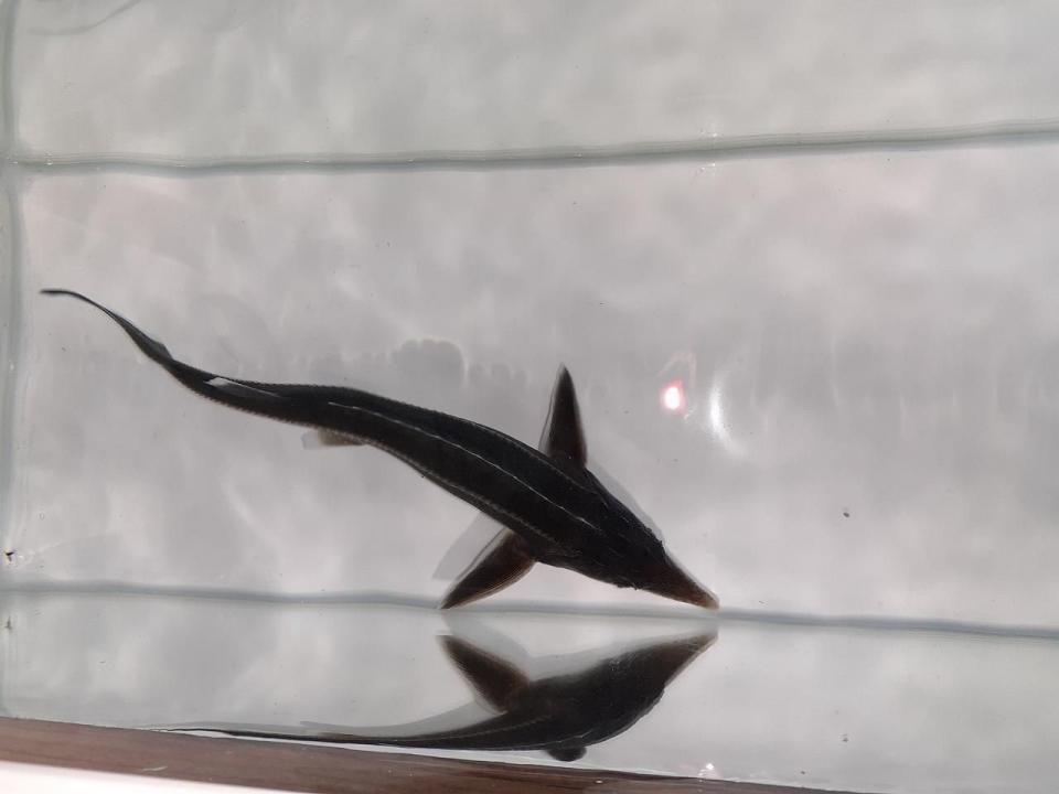  祦 19cm2025.06.17ߡ