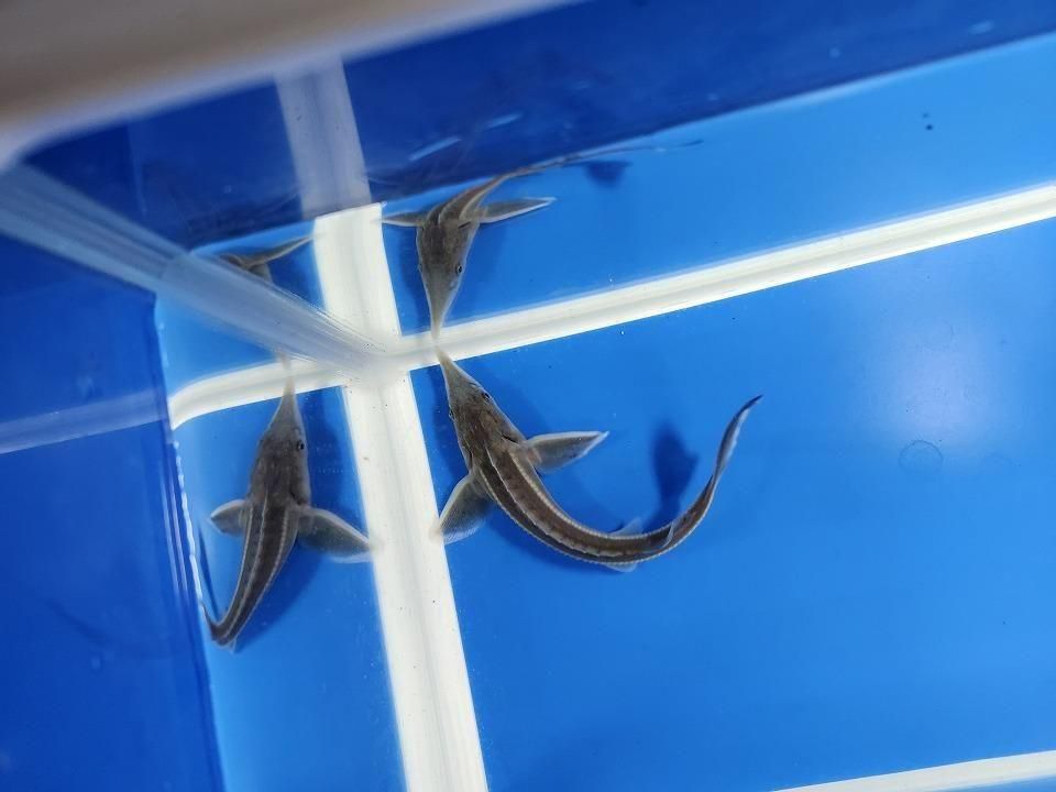 一点もの コチョウザメ 13cm(2025.11.09現在)