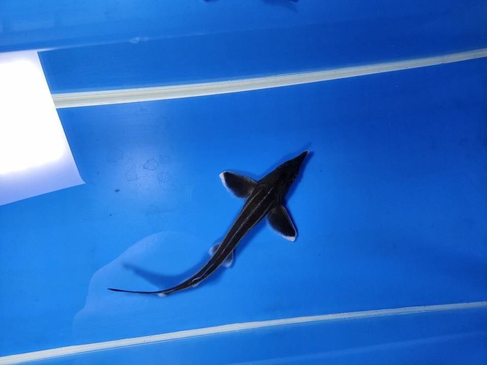 一点もの コチョウザメ 13cm(2025.12.14現在)