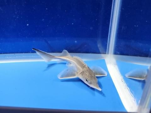  祦 14cm2025.11.21ߡ