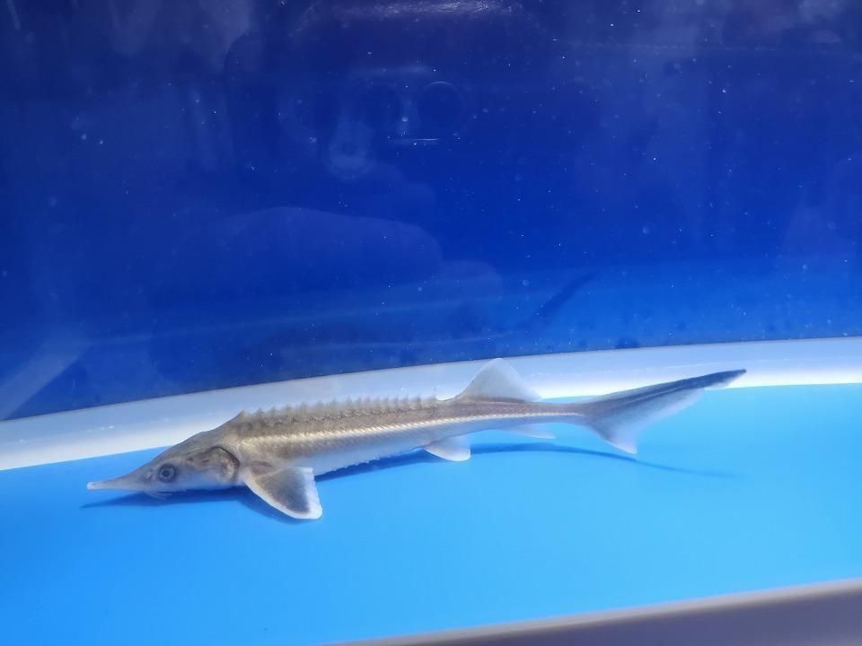 一点もの コチョウザメ 14cm(2025.11.09現在)