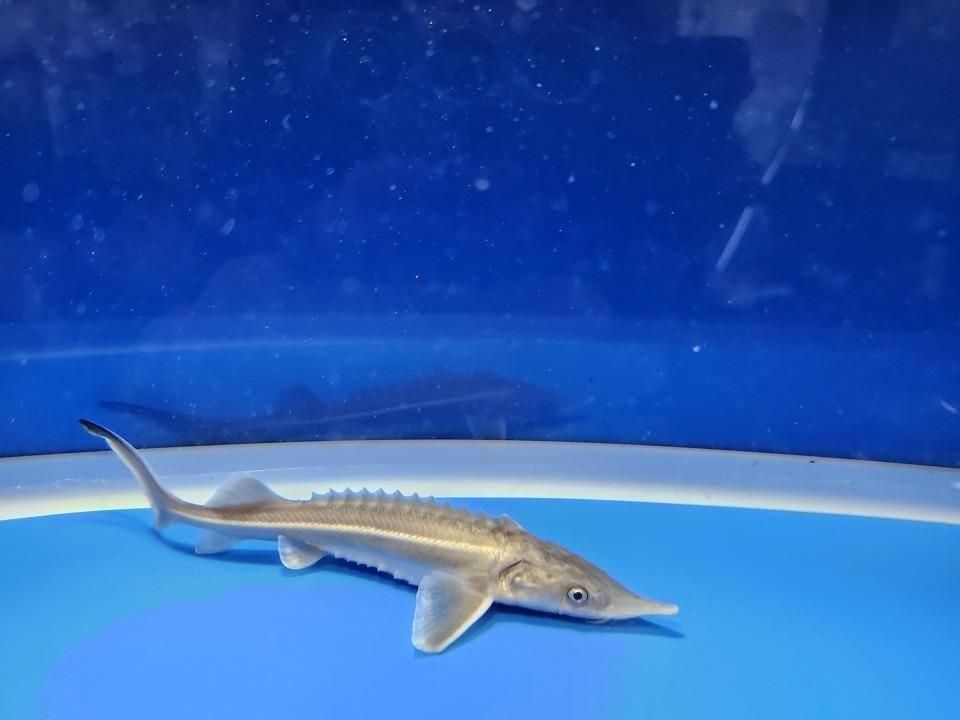 ������� �����祦���� 13cm��2025.12.14���ߡ�