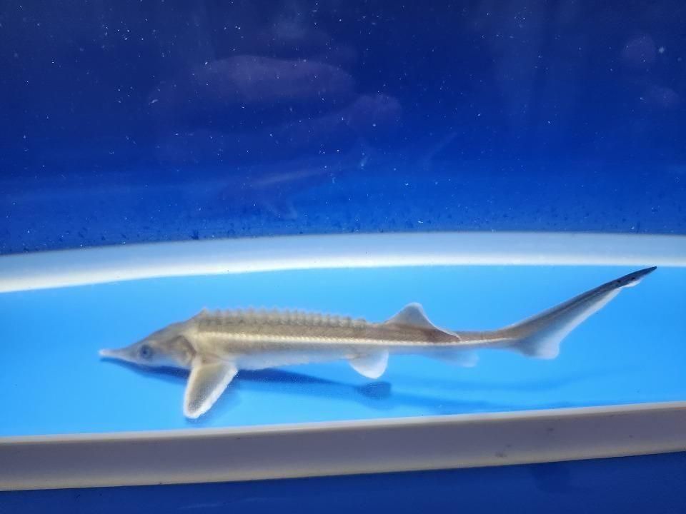 一点もの コチョウザメ 14cm(2025.11.09現在)