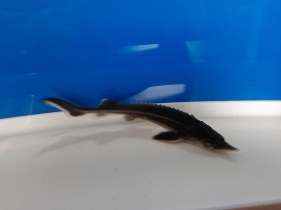  祦 14cm2025.06.24ߡ