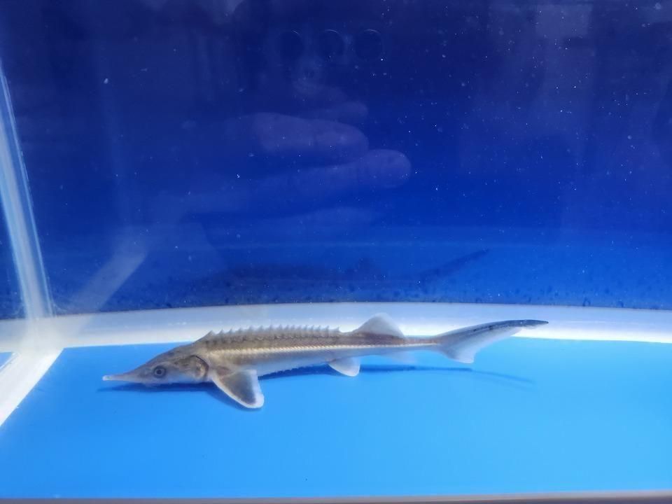 一点もの コチョウザメ 14cm(2025.11.09現在)