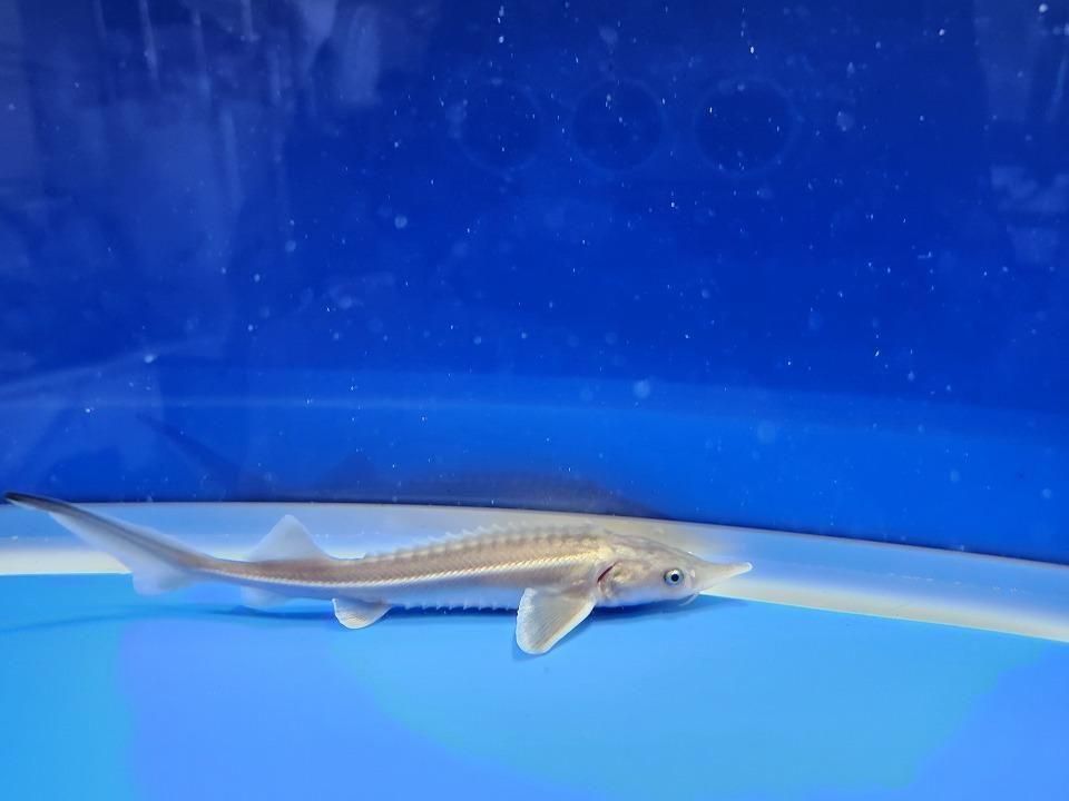  祦 14cm2025.11.21ߡ