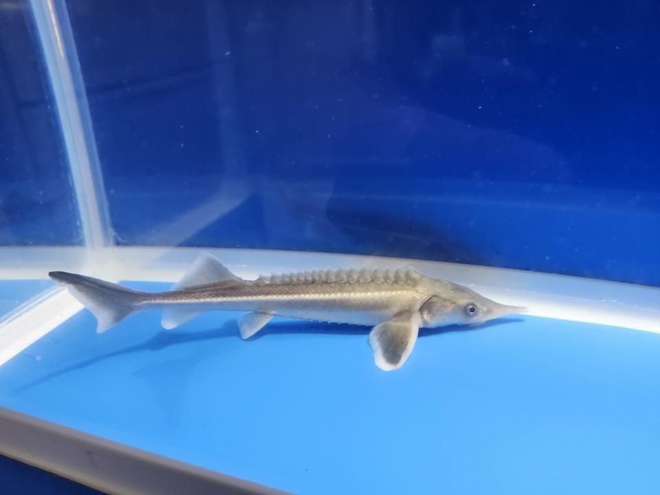 一点もの コチョウザメ 14cm(2025.11.09現在)