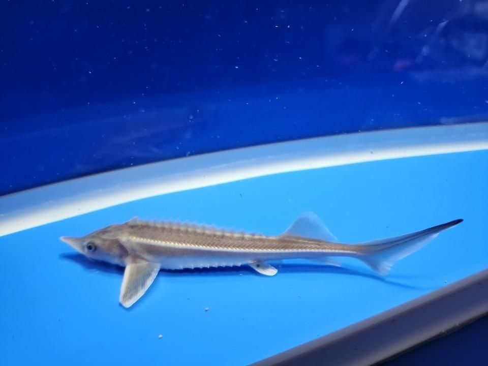  祦 14cm2025.11.21ߡ