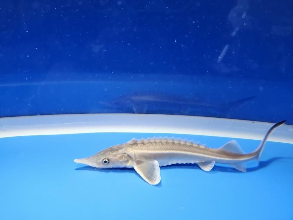 ������� �����祦���� 13cm��2025.12.14���ߡ�