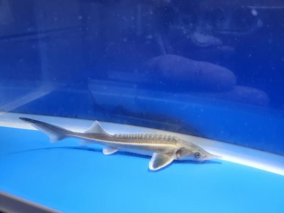 一点もの コチョウザメ 14cm(2025.11.09現在)