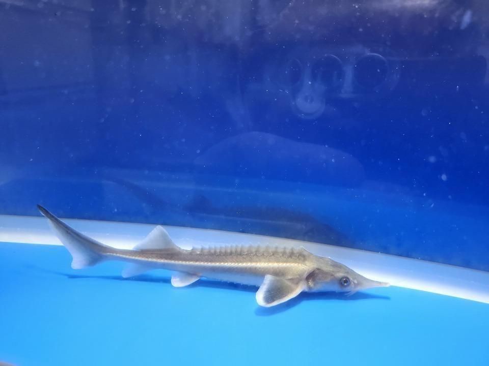 一点もの コチョウザメ 14cm(2025.11.09現在)