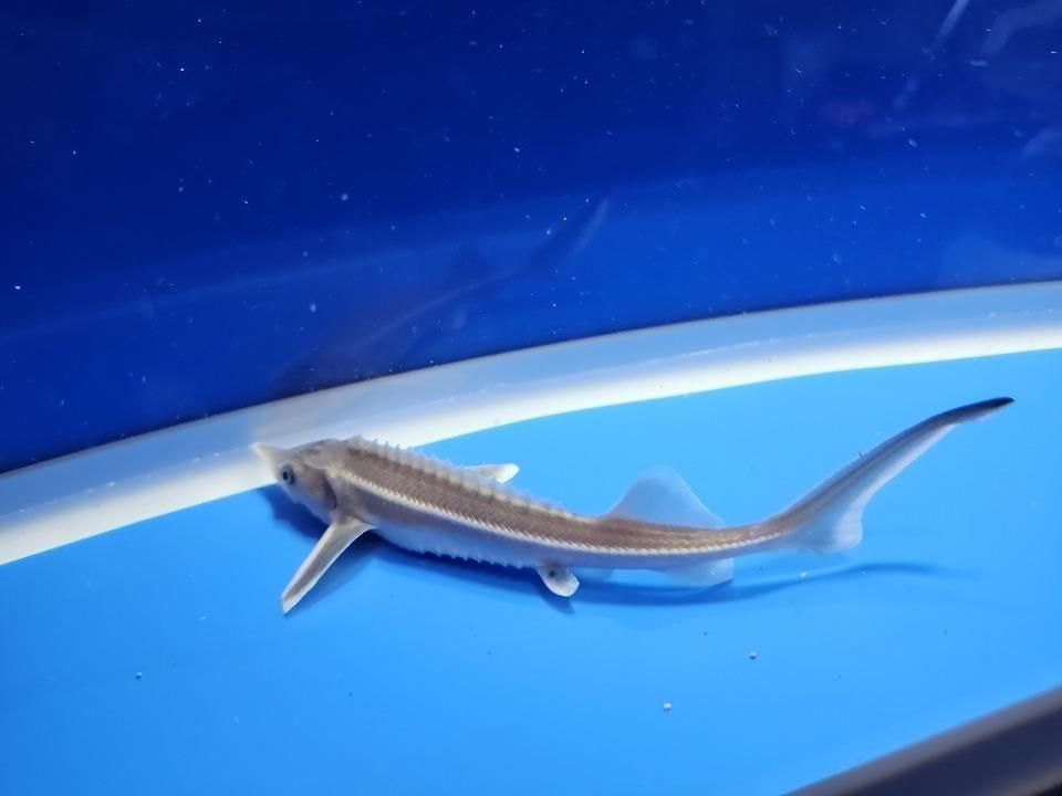  祦 14cm2025.11.21ߡ