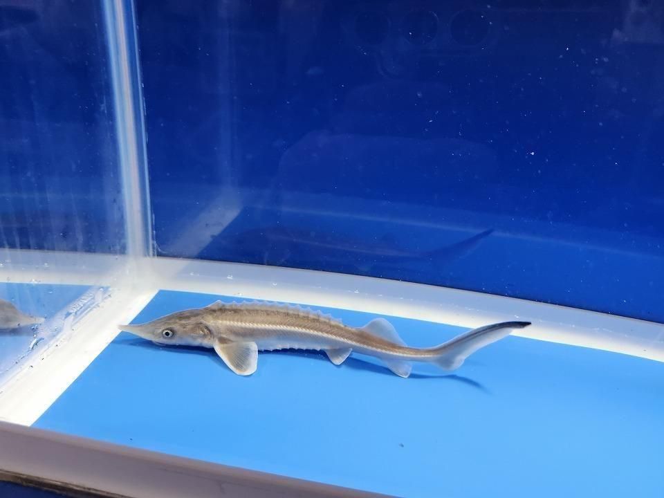 一点もの コチョウザメ 13cm(2025.12.14現在)