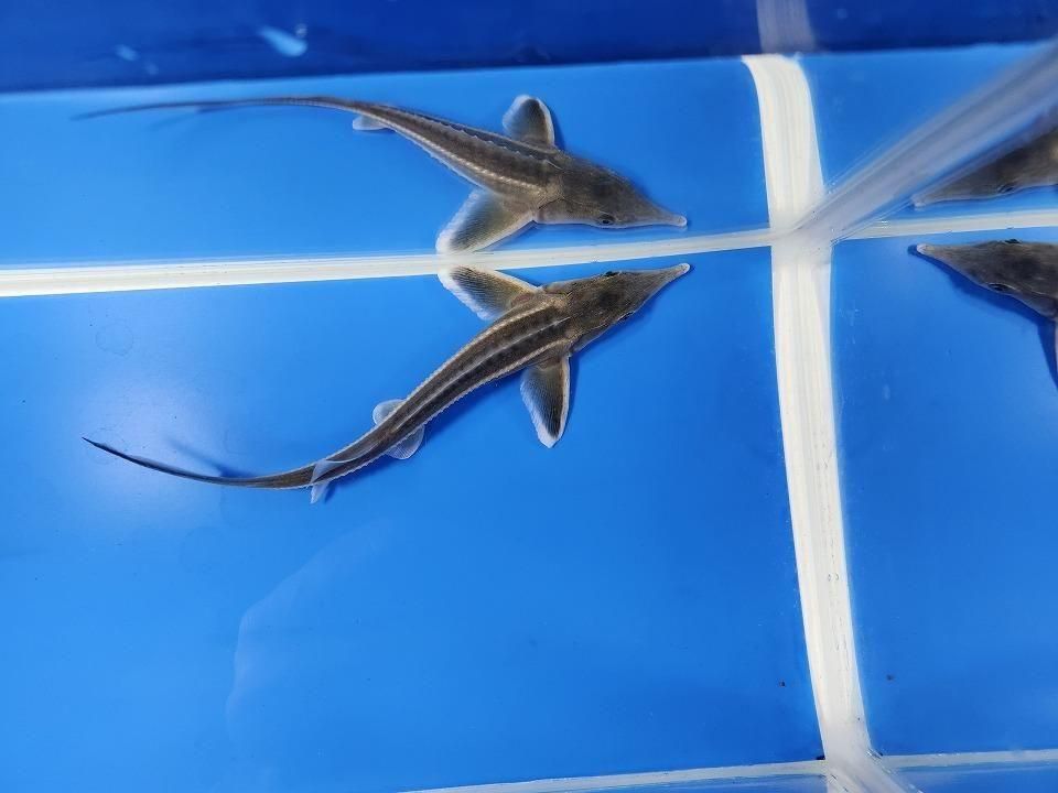 一点もの コチョウザメ 14cm(2025.11.09現在)