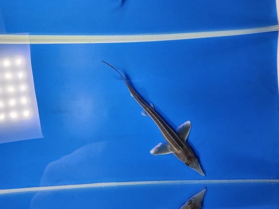  祦 14cm2025.11.21ߡ