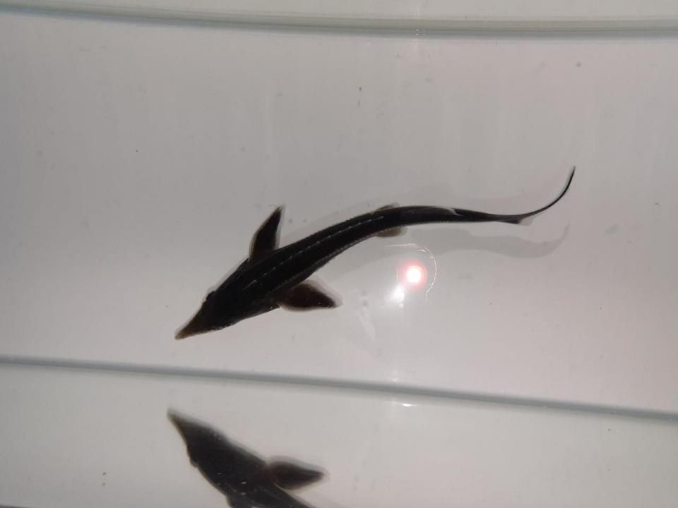  祦 14cm2025.06.24ߡ