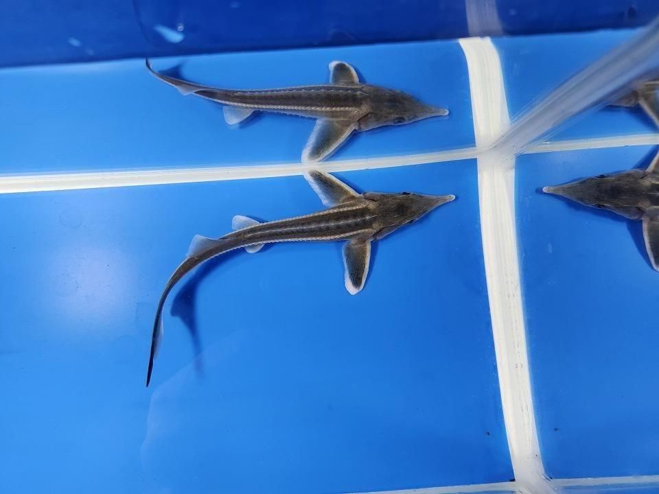 一点もの コチョウザメ 14cm(2025.11.09現在)