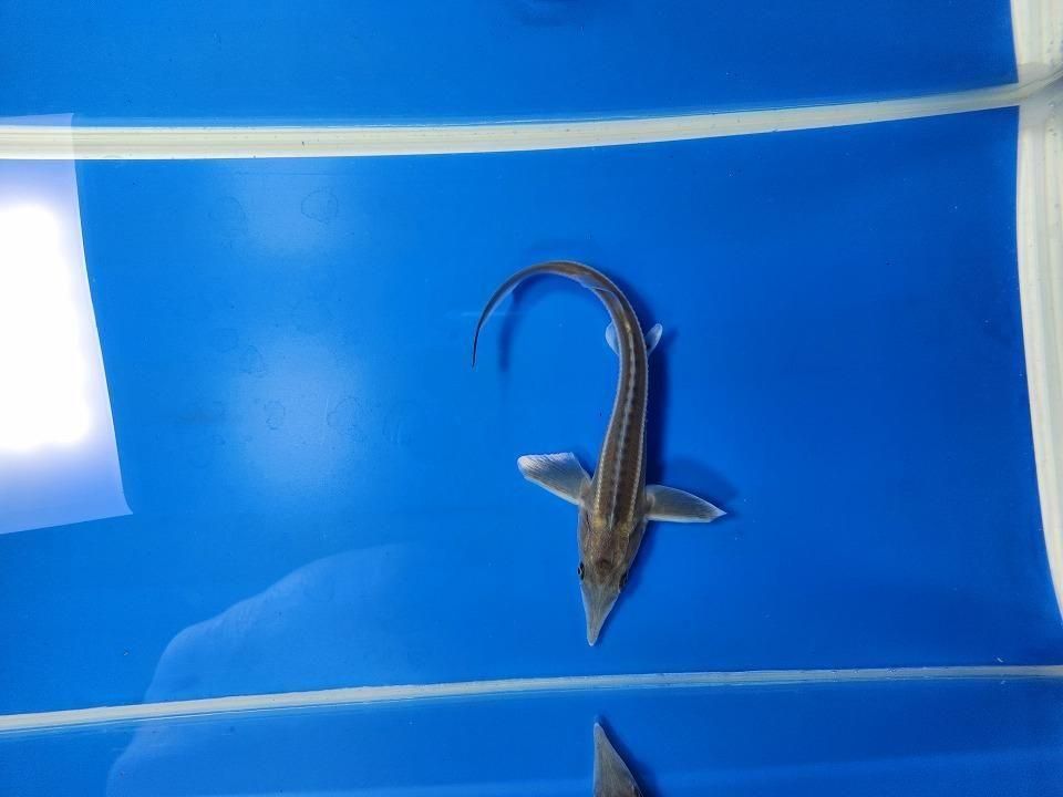  祦 14cm2025.11.21ߡ