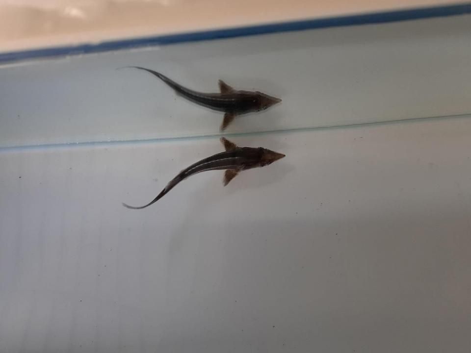  祦 12cm2025.05.08ߡ