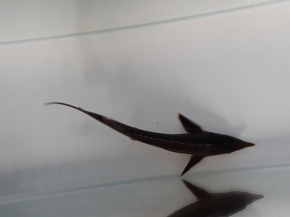  祦 14cm2025.06.24ߡ