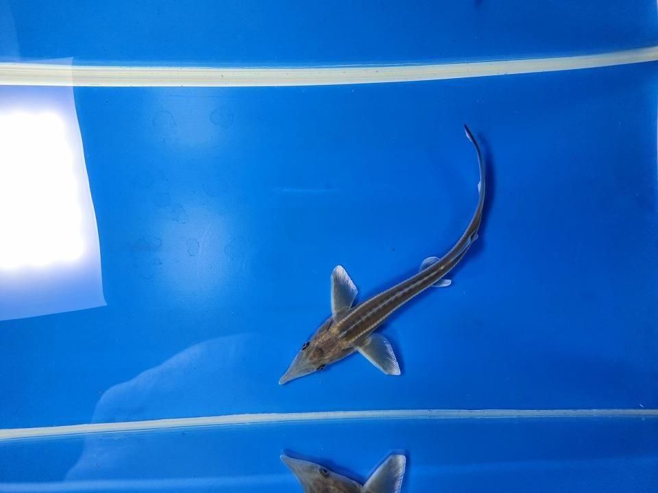  祦 14cm2025.11.21ߡ