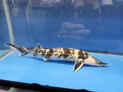  祦 30cm2025.10.07ߡˡԲġ