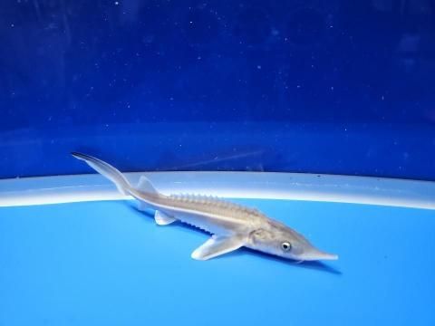  祦 14cm2025.11.21ߡ