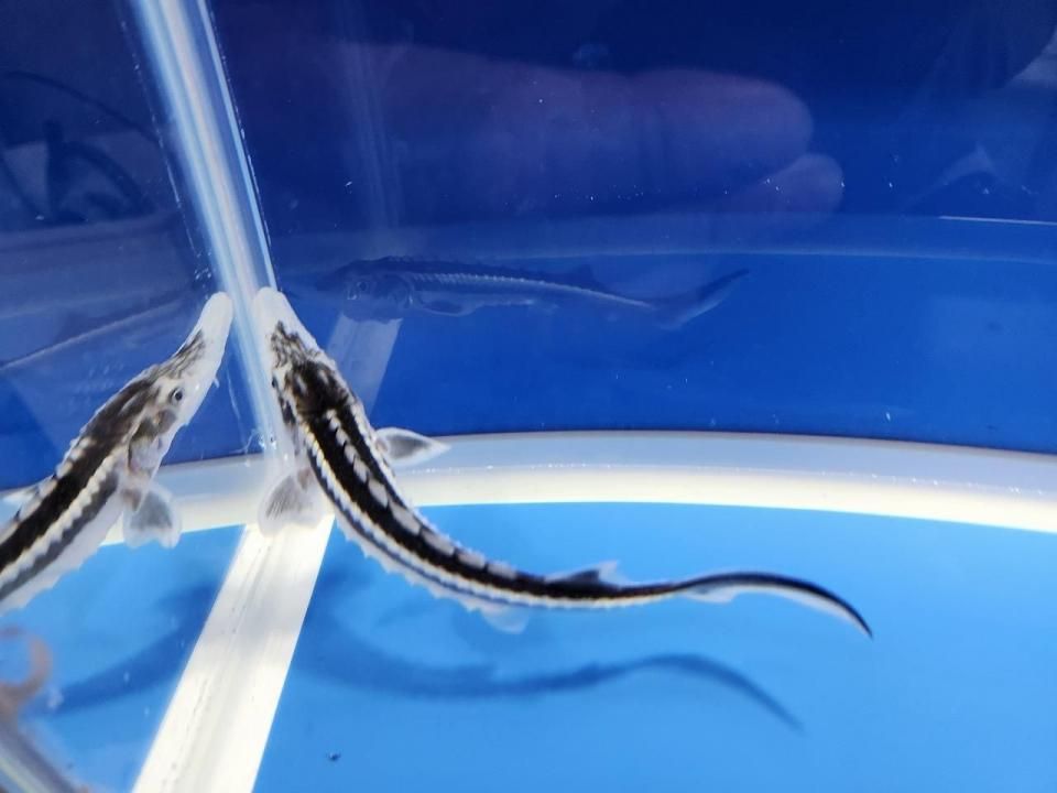  ۥ祦 14cm2025.10.09ߡ