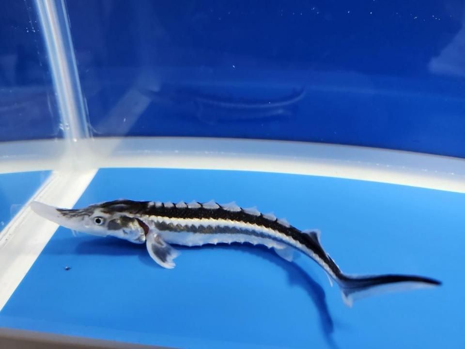  ۥ祦 14cm2025.10.09ߡ