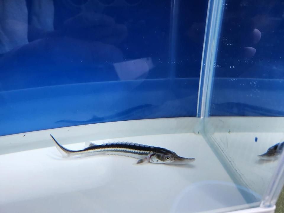  ӥۥ祦 7cm2025.08.25ߡ