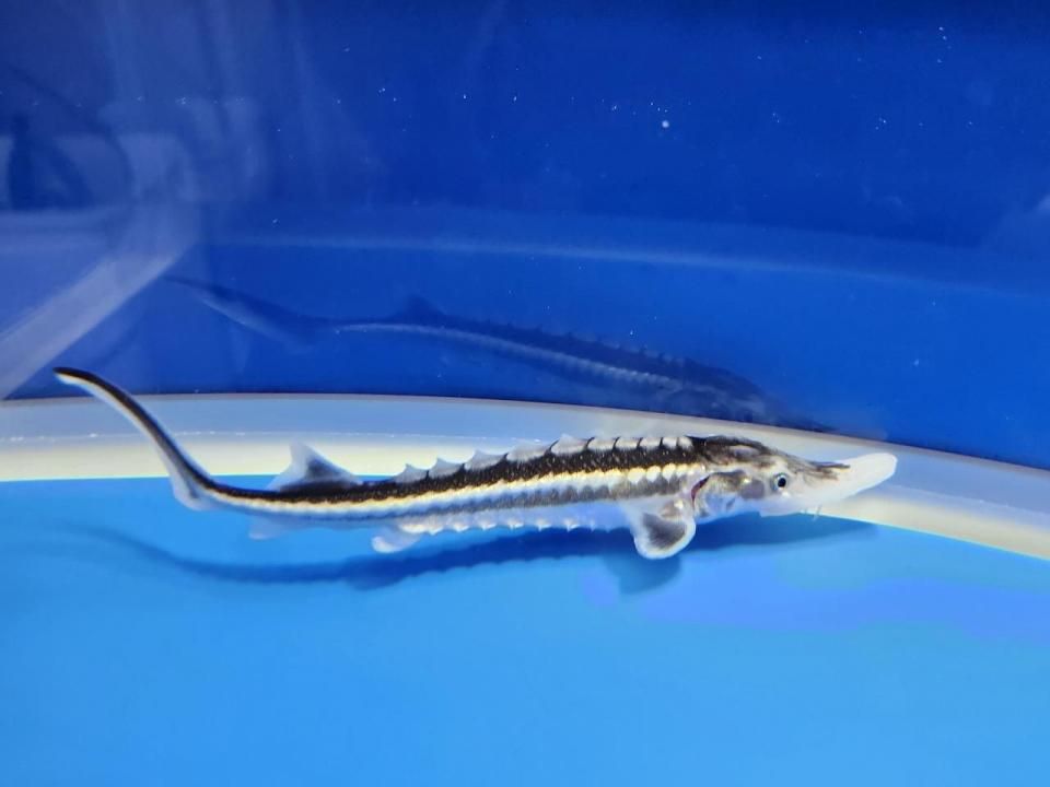 ۥ祦 14cm2025.10.09ߡ