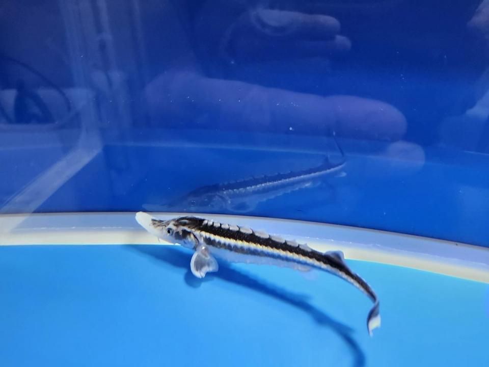 ۥ祦 14cm2025.10.09ߡ
