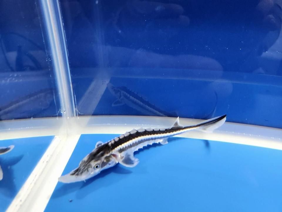  ۥ祦 14cm2025.10.09ߡ
