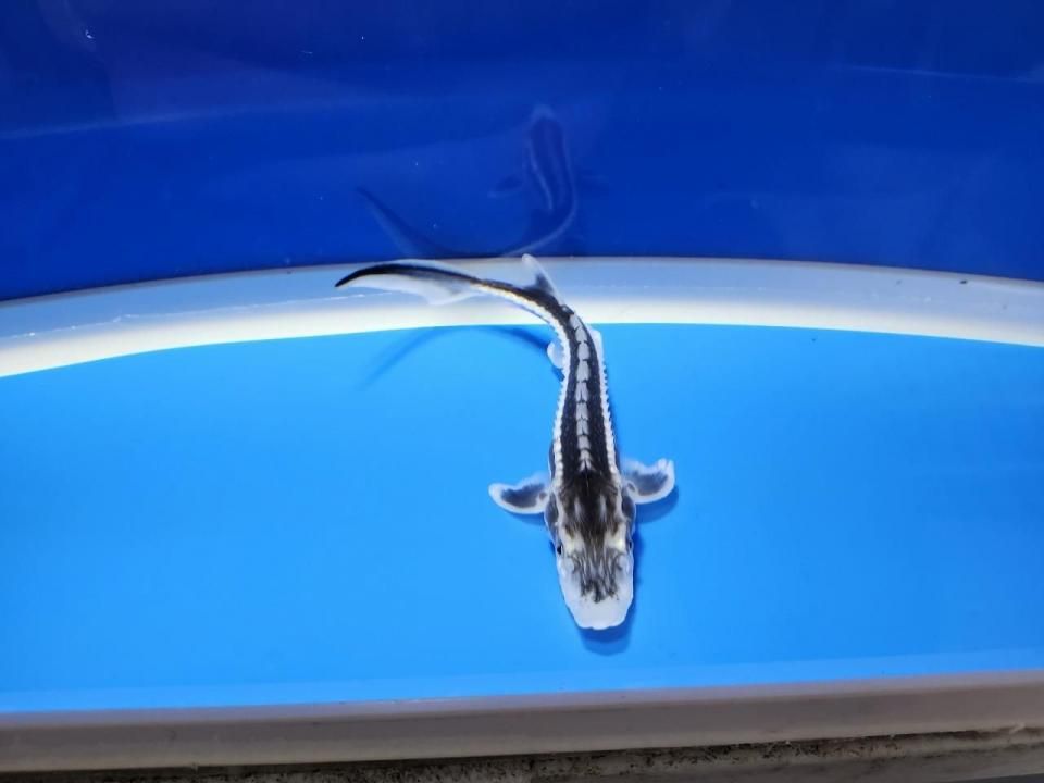  ۥ祦 14cm2025.10.09ߡ