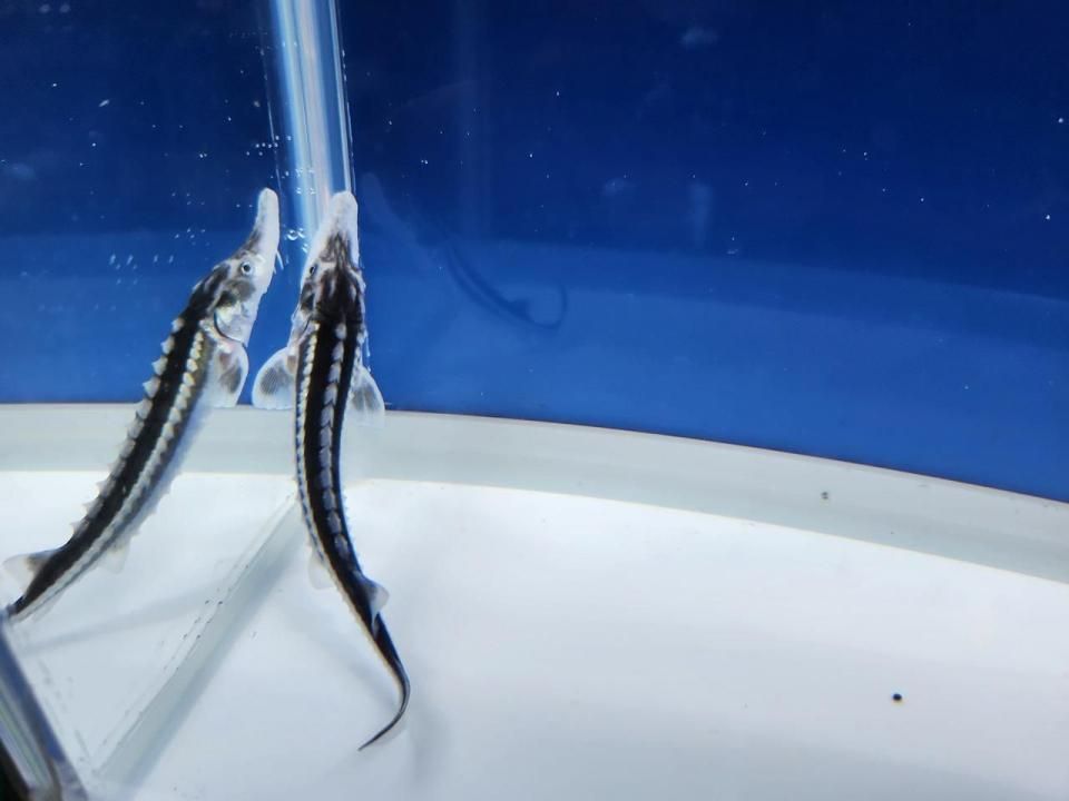  ӥۥ祦 7cm2025.08.25ߡ