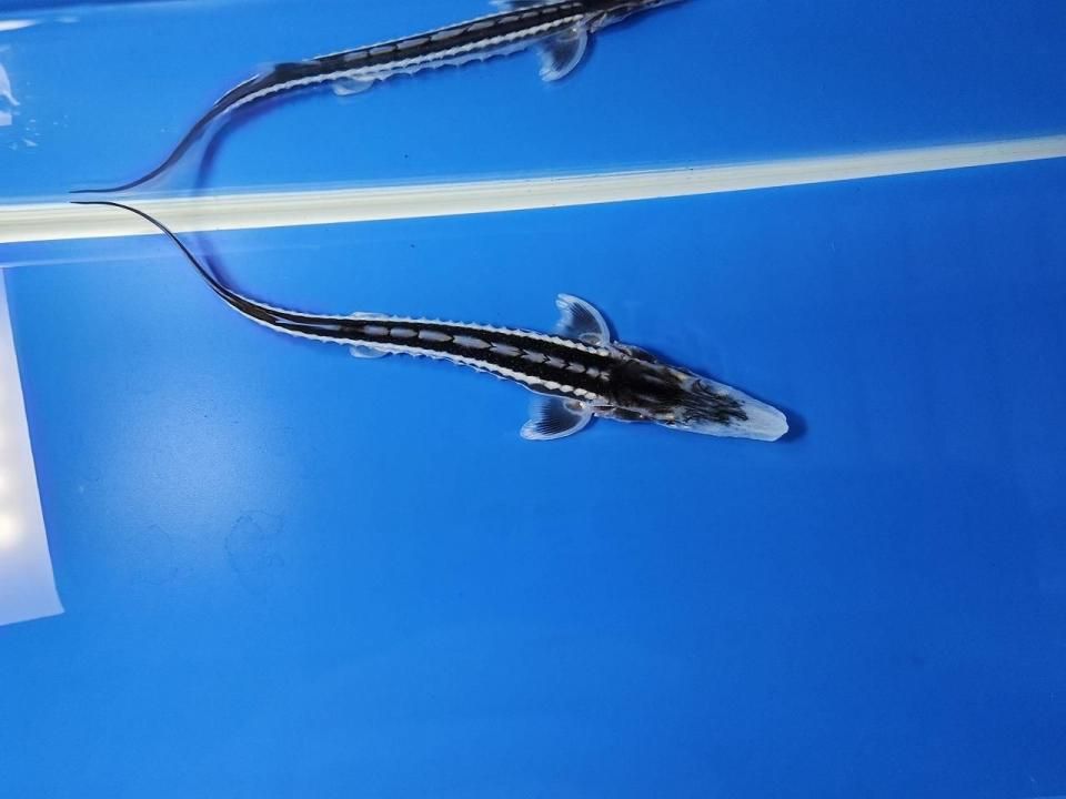  ۥ祦 14cm2025.10.09ߡ