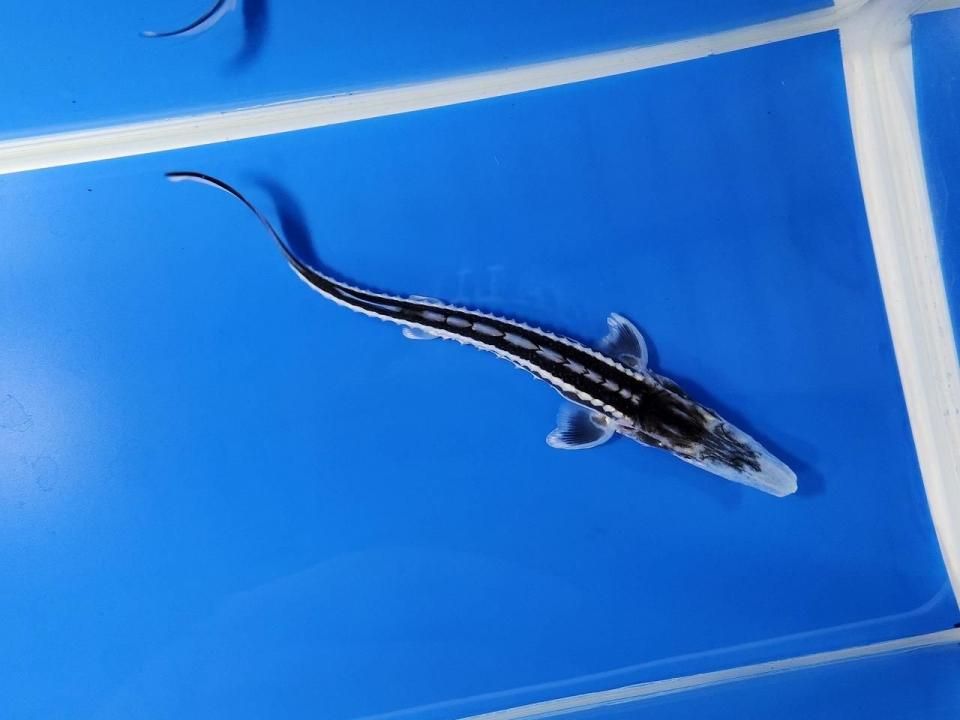  ۥ祦 14cm2025.10.09ߡ