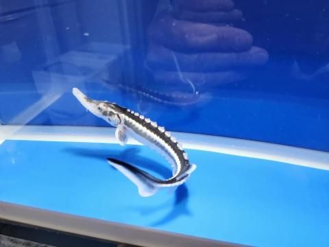  ۥ祦 19cm2025.10.28ߡ